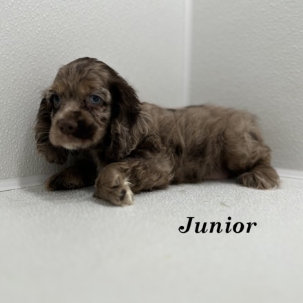 puppy, for, sale, Cocker Spaniel, Joe & Cherri  Overlease, dog, breeder, Miller, MO, dog-breeder, puppy-for-sale, forsale, nearby, find, puppyfind, locator, puppylocator, aca